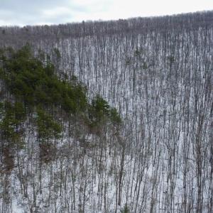 Photo #3 of CUBBAGE HOLLOW RD, LOT 75 - 40.55 ACRES, STANLEY, VA 40.6 acres