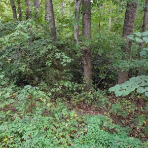 Photo #3 of 203 BATTLEFIELD RD, LOCUST GROVE, VA