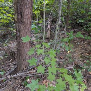 Photo #4 of 203 BATTLEFIELD RD, LOCUST GROVE, VA