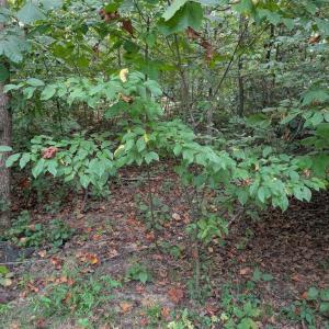 Photo #2 of 203 BATTLEFIELD RD, LOCUST GROVE, VA