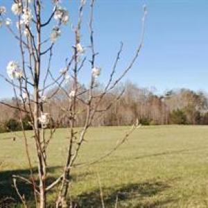 Photo #4 of SUMERDUCK RD AND ROGERS FORD RD INTERSECTION, SUMERDUCK, VA 23.8 acres