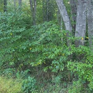 Photo #4 of 835 NORTH LAKE SHORE DR, LOUISA, VA