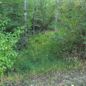 Photo #6 of 835 NORTH LAKE SHORE DR, LOUISA, VA