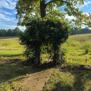 Photo #17 of 164 GARRETTS MILL RD, BUMPASS, VA 19.7 acres