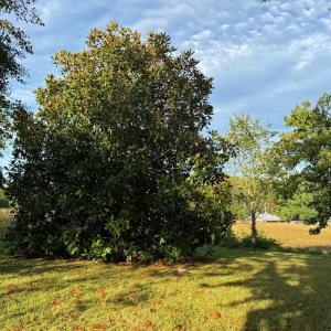 Photo #9 of 164 GARRETTS MILL RD, BUMPASS, VA 19.7 acres