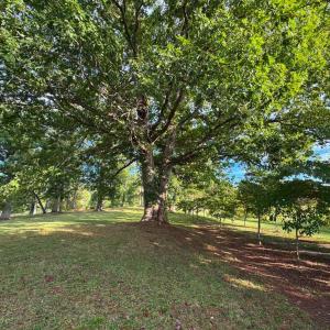 Photo #3 of 164 GARRETTS MILL RD, BUMPASS, VA 19.7 acres