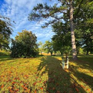 Photo #18 of 164 GARRETTS MILL RD, BUMPASS, VA 19.7 acres