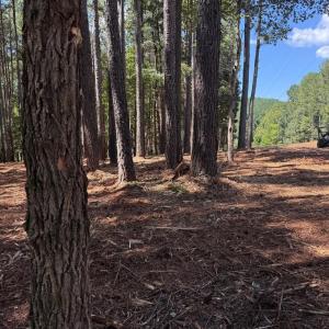 Photo #11 of  6.2 acres