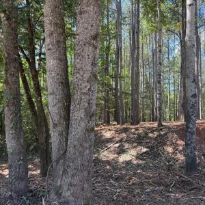 Photo #12 of  6.2 acres