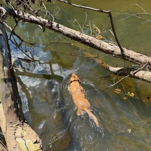 Photo #25 of  6.2 acres