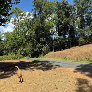 Photo #29 of  6.2 acres