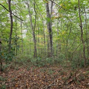 Photo #15 of SUNSET WOODS TRAIL, RIXEYVILLE, VA 10.9 acres