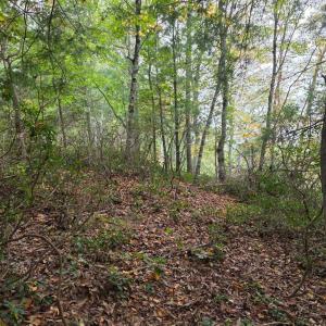 Photo #16 of SUNSET WOODS TRAIL, RIXEYVILLE, VA 10.9 acres