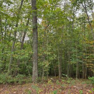 Photo #28 of SUNSET WOODS TRAIL, RIXEYVILLE, VA 10.9 acres