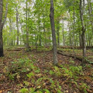 Photo #29 of SUNSET WOODS TRAIL, RIXEYVILLE, VA 10.9 acres