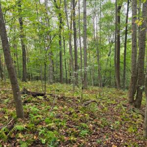 Photo #30 of SUNSET WOODS TRAIL, RIXEYVILLE, VA 10.9 acres
