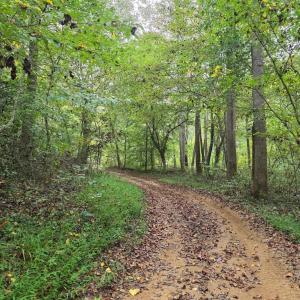 Photo #37 of SUNSET WOODS TRAIL, RIXEYVILLE, VA 10.9 acres