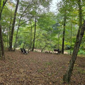 Photo #39 of SUNSET WOODS TRAIL, RIXEYVILLE, VA 10.9 acres