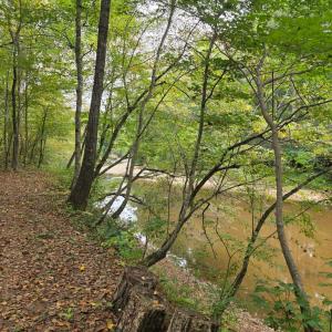 Photo #43 of SUNSET WOODS TRAIL, RIXEYVILLE, VA 10.9 acres