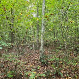 Photo #47 of SUNSET WOODS TRAIL, RIXEYVILLE, VA 10.9 acres