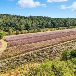 Photo #11 of 14 MECHUNK TER, PALMYRA, VA 1.4 acres