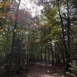 Photo #1 of TURKEY TRAIL, MINERAL, VA 3.6 acres