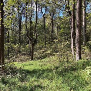 Photo #4 of HARRIS HOLLOW RD, WASHINGTON, VA 9.8 acres