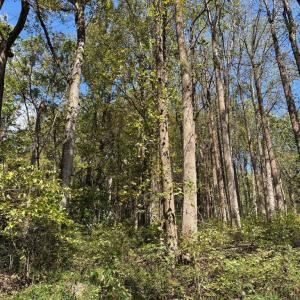 Photo #6 of HARRIS HOLLOW RD, WASHINGTON, VA 9.8 acres