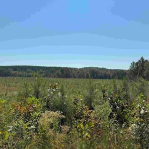 Photo #5 of COMMUNITY HOUSE ROAD (TRACT: JR RAGLAND-HOLLAND-2), COLUMBIA, VA 80.0 acres