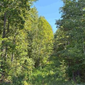 Photo #6 of COMMUNITY HOUSE ROAD (TRACT: JR RAGLAND-HOLLAND-2), COLUMBIA, VA 80.0 acres