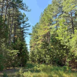 Photo #9 of COMMUNITY HOUSE ROAD (TRACT: JR RAGLAND-HOLLAND-2), COLUMBIA, VA 80.0 acres