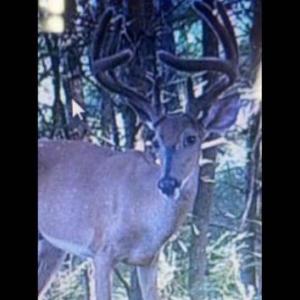 Photo #20 of LEE HIGHWAY, AMISSVILLE, VA 6.0 acres