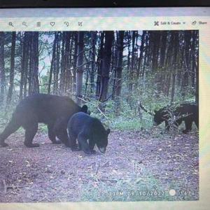 Photo #21 of LEE HIGHWAY, AMISSVILLE, VA 6.0 acres