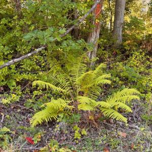 Photo #18 of LEE HIGHWAY, AMISSVILLE, VA 6.0 acres