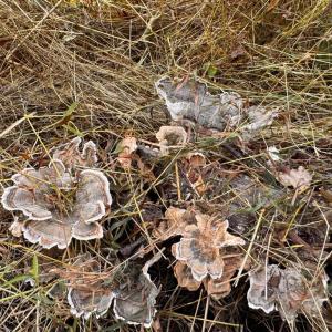 Photo #19 of LEE HIGHWAY, AMISSVILLE, VA 6.0 acres