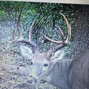 Photo #22 of LEE HIGHWAY, AMISSVILLE, VA 6.0 acres