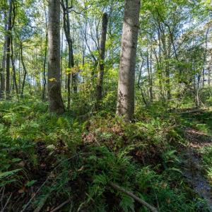 Photo #9 of ORANGE RD, PRATTS, VA 11.1 acres