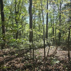 Photo #20 of HURT HOLLOW RD, BANCO, VA 29.5 acres