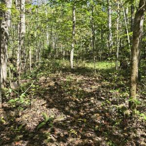 Photo #8 of HURT HOLLOW RD, BANCO, VA 29.5 acres