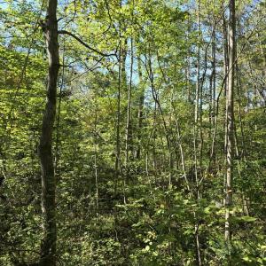 Photo #9 of HURT HOLLOW RD, BANCO, VA 29.5 acres