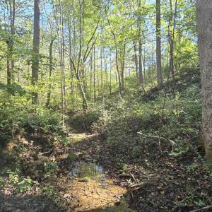 Photo #6 of HURT HOLLOW RD, BANCO, VA 29.5 acres