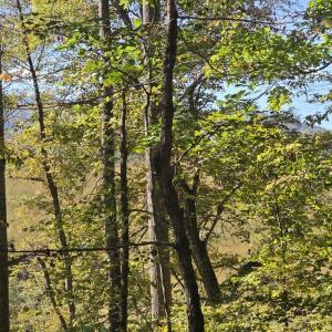 Photo #10 of HURT HOLLOW RD, BANCO, VA 29.5 acres