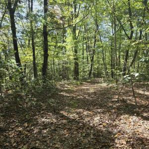 Photo #11 of HURT HOLLOW RD, BANCO, VA 29.5 acres