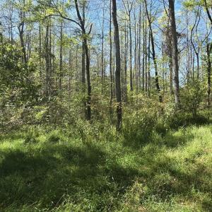 Photo #12 of HURT HOLLOW RD, BANCO, VA 29.5 acres