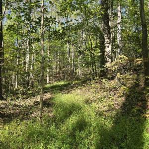 Photo #17 of HURT HOLLOW RD, BANCO, VA 29.5 acres