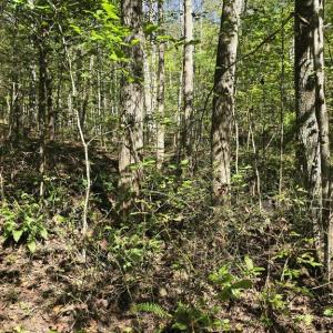 Photo #21 of HURT HOLLOW RD, BANCO, VA 29.5 acres