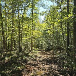 Photo #23 of HURT HOLLOW RD, BANCO, VA 29.5 acres