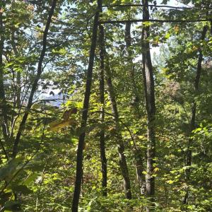 Photo #24 of HURT HOLLOW RD, BANCO, VA 29.5 acres