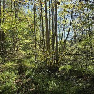 Photo #28 of HURT HOLLOW RD, BANCO, VA 29.5 acres