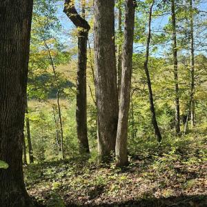 Photo #29 of HURT HOLLOW RD, BANCO, VA 29.5 acres